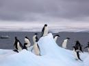 Adelie Penguins on an Antarctic iceberg. [Jason Auch photo]
